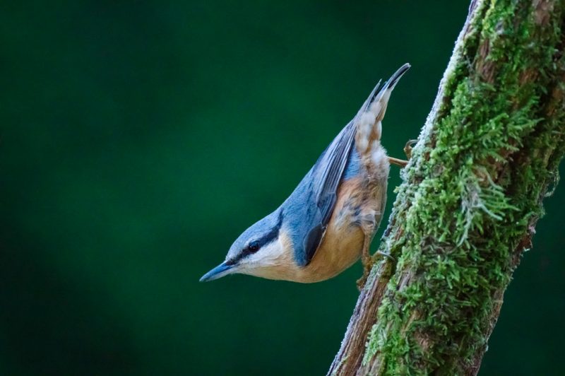 Sittelle torchepot © David Briard