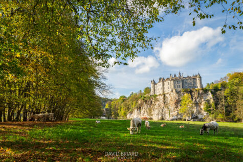 Herd of Cows Grazing in front of Walzin Castle © David Briard