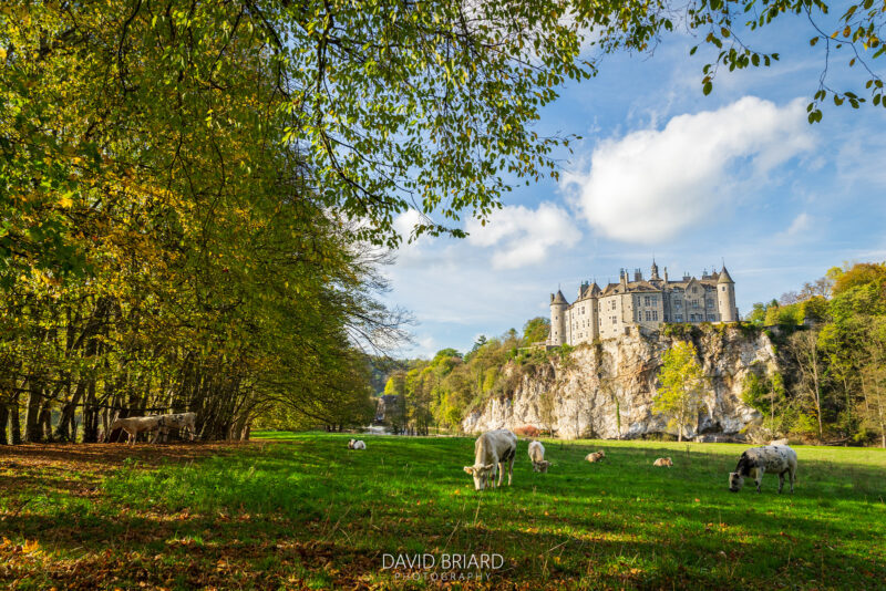 Herd of Cows Grazing in front of Walzin Castle © David Briard