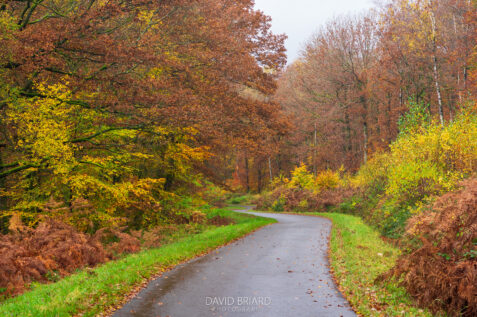 Forest Road in autumn © David Briard