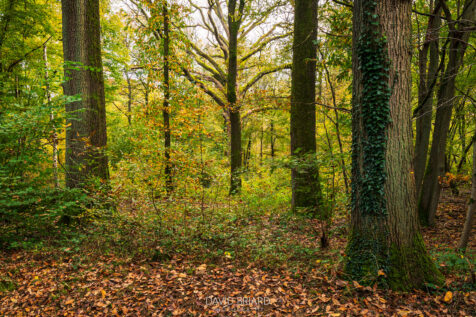 Forêt de Ferrières © David Briard