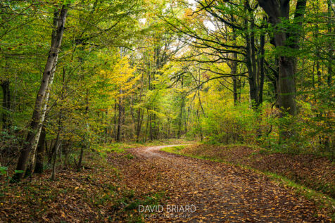 Ferrières Forest © David Briard