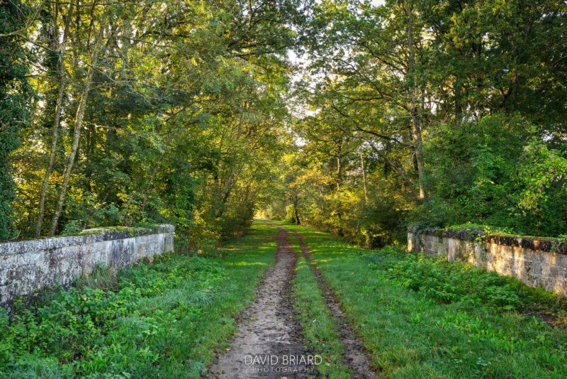 Chemin forestier au lever du soleil © David Briard