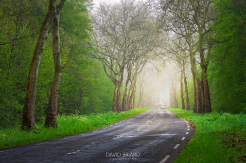 Forest Road to Gretz-Armainvilliers on a Foggy Morning © David Briard