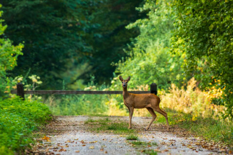 Chevrette en Forêt de Ferrières © David Briard