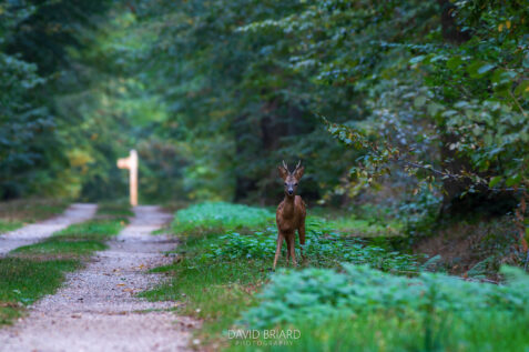 Chevreuil en Forêt de Ferrières © David Briard