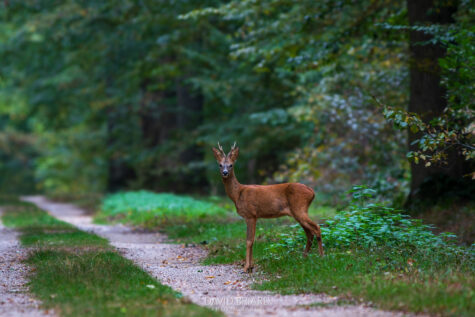 Roe Deer in Ferrières Forest © David Briard