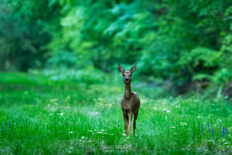 Young Roe Deer © David Briard