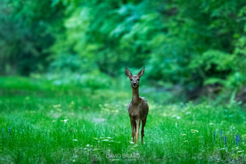 Jeune chevreuil en Forêt de Ferrières © David Briard